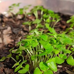 Holy basil seedlings herb nature
