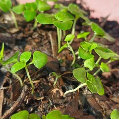 Holy basil seedlings herb nature
