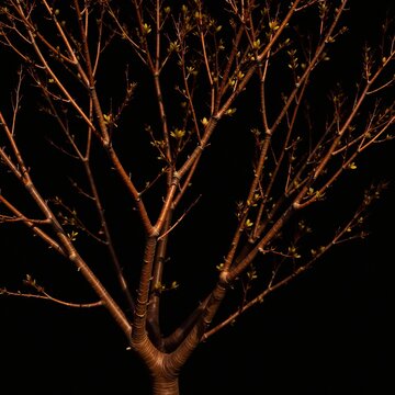 Brown tree branches against black background with leaves, texture, plant, black