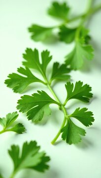 Fresh cilantro leaves scattered on a white surface, herb, green, botanical