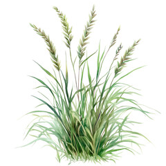 Fototapeta premium Vibrant Green Grass With Delicate Seed Heads Swaying Gently in the Breeze at Sunset in a Serene Natural Setting