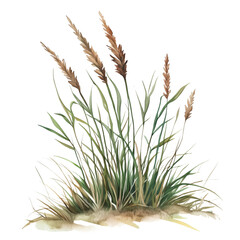 Natural Grass Ecosystem With Tall, Slender Plants Growing in an Open Area During Sunny Weather