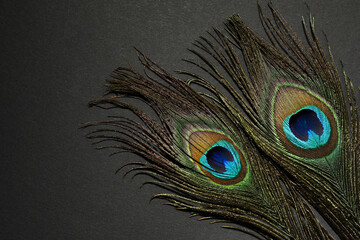 Obraz premium Two beautiful peacock feathers on black background, top view. Space for text