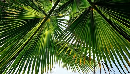 Fototapeta premium palm tree branches