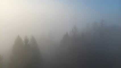 Vague silhouettes of coniferous trees in the fog on a winter morning
