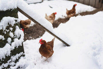 chicken in winter