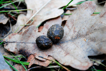 forest animal poop on oak leaf in spring forest