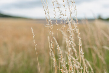 Obraz premium Feld im Sommer