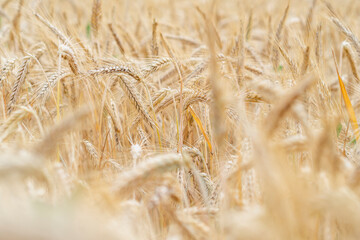 golden wheat field