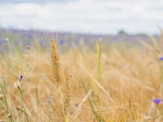 field of wheat