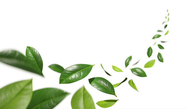 Refreshing purified leaves falling curve cutout transparent backgrounds 3d render png