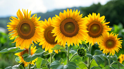 Obraz premium A cluster of bright, cheerful sunflowers reaching towards the sky in a vibrant summer field