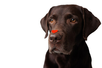 Labrador dog with red-colored portrait stickers with hearts. valentine's day. Love day greeting cards pet on transparent background, place for text
