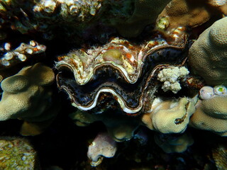 Maxima clam or small giant clam (Tridacna maxima) undersea, Red Sea, Egypt, Sharm El Sheikh, Montazah Bay
