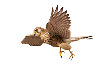 Common kestrel isolated (Falco tinnunculus). Bird of Prey in flight