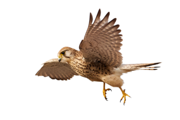 Common kestrel isolated (Falco tinnunculus). Bird of Prey in flight