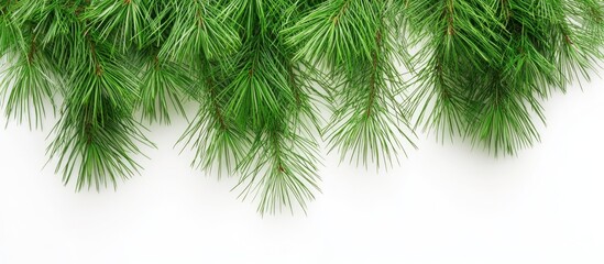 Fluffy Green Pine Branches with Needle Leaves and Blank Space for Holiday Text or Greetings