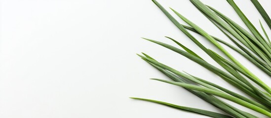 Naklejka premium Fresh Green Onions Isolated on White Background with Ample Copy Space for Culinary or Health Related Text