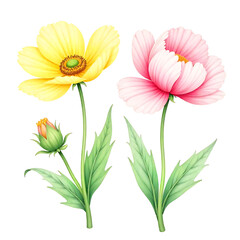Botanical illustration, watercolor flowers