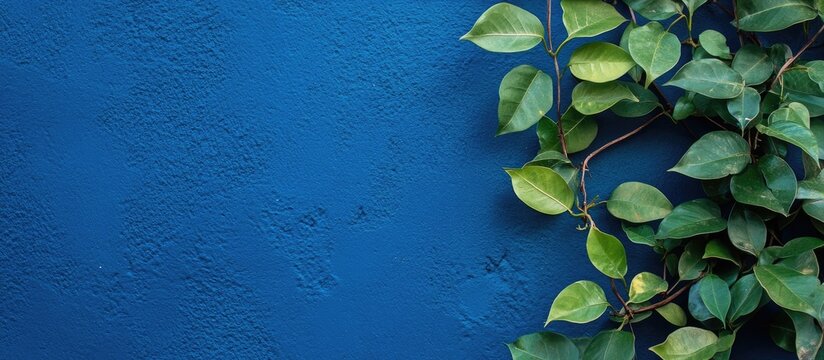 Green leaves of a plant cascading against a vibrant blue wall with ample space for text or branding elements.