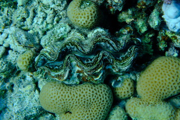 Maxima clam or small giant clam (Tridacna maxima) undersea, Red Sea, Egypt, Sharm El Sheikh, Montazah Bay