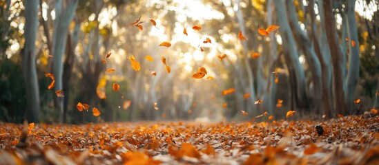 Eucalyptus tree plantation with autumn leaves and warm sunlight creating a serene atmosphere ideal for seasonal text or nature themes