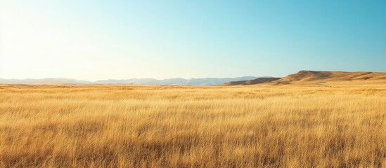 Fototapeta premium Contrasting grassland and dry desert ecosystems under a clear blue sky with ample copy space for text and creative designs.