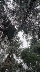 Tops of tall coniferous trees from below against the gray sky