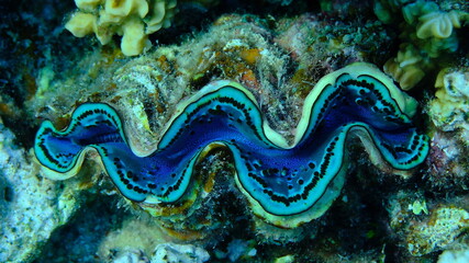 Maxima clam or small giant clam (Tridacna maxima) undersea, Red Sea, Egypt, Sharm El Sheikh, Montazah Bay