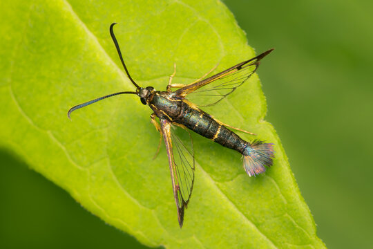 Top view on a Dogwood Borer Moth resting on a grens leaf with copy space