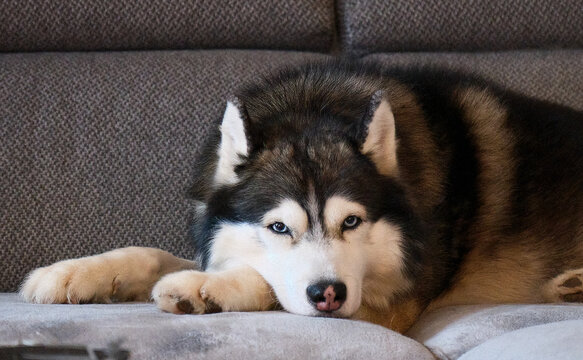 Chien Huski couch&eacute; sur un canap&eacute; gris