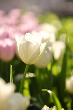 white tulips flower in close up