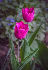 Purple tulips blooming in the garden.