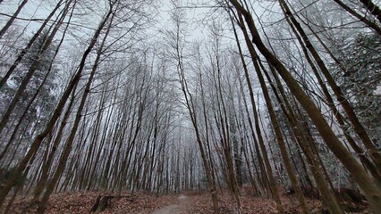 Panoramic oblique shot of the winter forest around the path