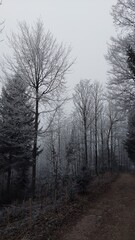 New tree seedlings are planted along the dirt road on the slope