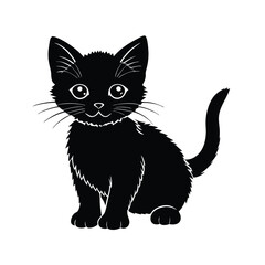 black and white kitten