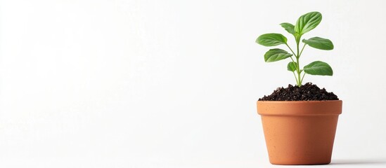 Fototapeta premium Young green plant in terracotta pot with rich soil on minimalistic white background ideal for text placement and design purposes
