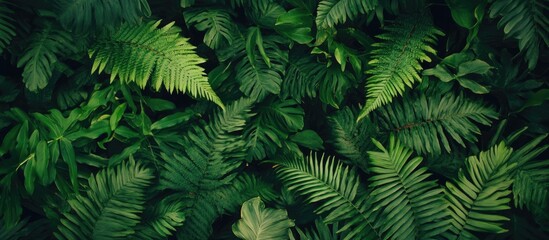 Fototapeta premium Lush Green Palm Leaves and Ferns Background with Ample Copy Space for Text or Branding Use