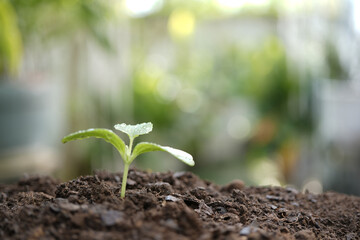 Small cantaloupe sprout growing macro closeup