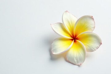 Naklejka premium Single frangipani blossom, pure white background, flora, white, aroma