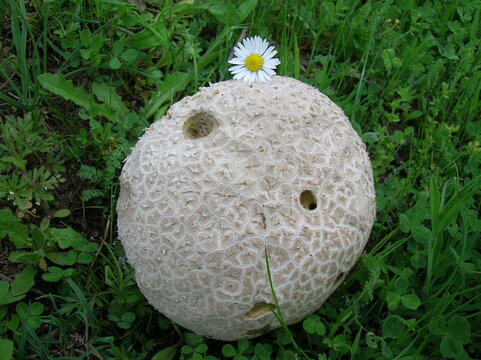 Bovista gigantea