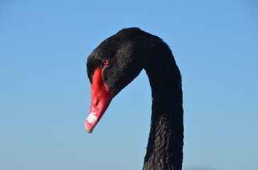Aves maravillosas