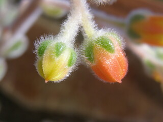 Flores europeas