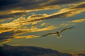 Aves maravillosas
