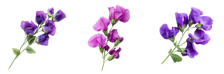 Set of A bouquet of vibrant sweet peas in shades of pink, lavender, and white, carefully arranged and isolated on transparent png background. Ai generated