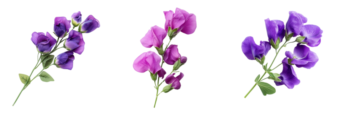 Set of A bouquet of vibrant sweet peas in shades of pink, lavender, and white, carefully arranged and isolated on transparent png background. Ai generated