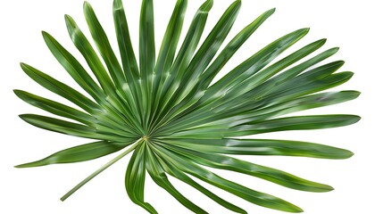 Fototapeta premium Green leaf of palm tree isolated on white background