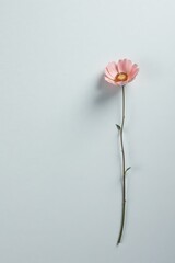 Fototapeta premium Single Delicate Pink Flower on Pale Background, a Simple Botanical Image Perfect for Minimalist Designs and Projects