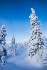 Winter landscape in Pallas Yllastunturi National Park, Lapland, Finland