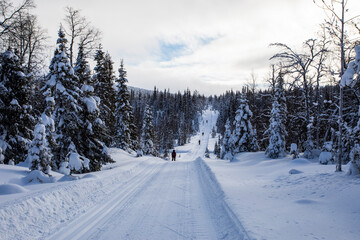 Ski expedition in Pallas Yllastunturi National Park , Lapland, Finland